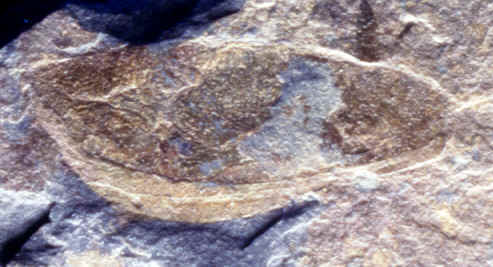 Cariocaris wrightii SALTER 1863; Llanvirn, Ebbe Anticline, Germany