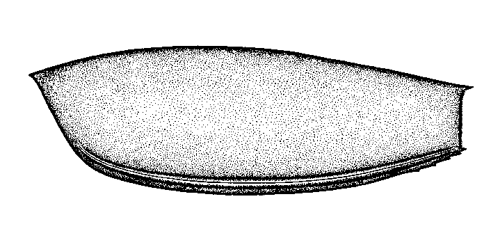 Cariocaris wrightii SALTER 1863