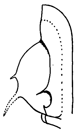 Dionidella (Dionidella) siegfriedi KOCH and LEMKE 1998, Lower Llanvirn, Ordovician, Ebbe Anticline, Rhenish Massif, Germany