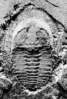 Eoharpes primus herscheidensis KOCH and LEMKE 1995, Early Llanvirn, Ebbe Anticline, Germany 