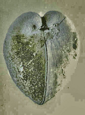 Megalodon abbreviatus