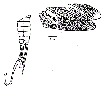 Homoioptera vorhallensis BRAUCKMANN und KOCH 1982, Vorhalle-Schichten, Namur B, Oberkarbon, Hagen-Vorhalle, Deutschland.