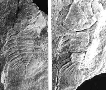 Waldminia spinigera KOCH and LEMKE 1994, Lower Llanvirn, Ebbe Anticline, Germany